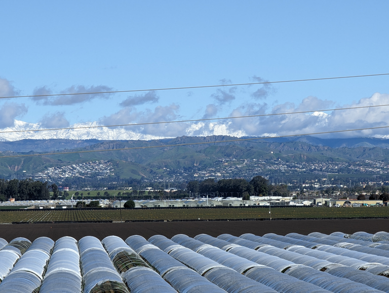 Lot's of strawberries, with Topa Topa in the distance at Ojai.