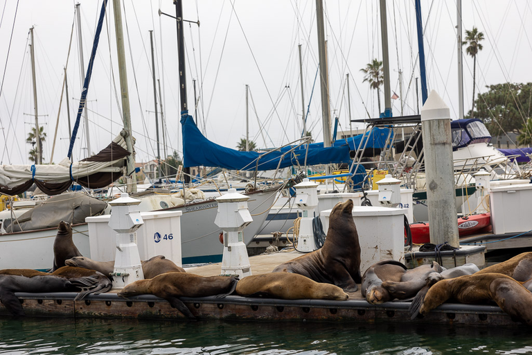 Sea Lions everywhere.  Don't call them seals.